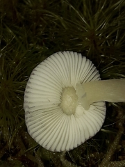 Russula roseopileata