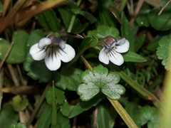 Euphrasia cheesemanii