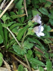 Euphrasia cheesemanii