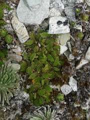 Anisotome imbricata