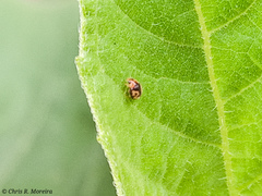 Scymnobius galapagoensis