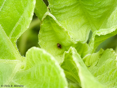 Scymnobius galapagoensis