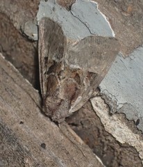 Meropleon ambifusca