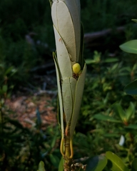 Ithutomus formosus