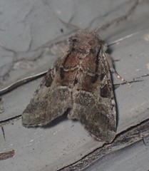 Meropleon ambifusca