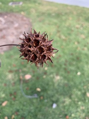 Liquidambar