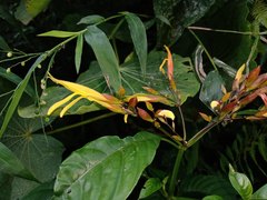 Justicia veracruzana