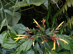 Justicia veracruzana