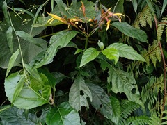 Justicia veracruzana