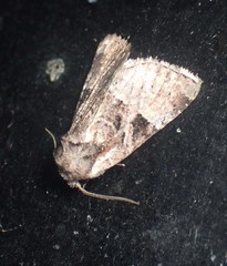Meropleon ambifusca