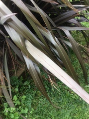 Phormium