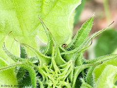 Scymnobius galapagoensis