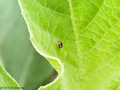 Scymnobius galapagoensis