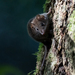 Brown Antechinus - Photo (c) Ákos Lumnitzer, some rights reserved (CC BY-NC-ND), uploaded by Ákos Lumnitzer
