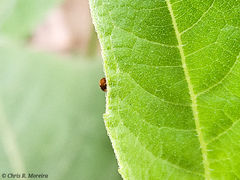 Scymnobius galapagoensis