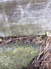 Asplenium flabellifolium