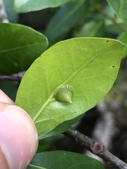 Dryocosmus archboldi