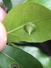 Dryocosmus archboldi