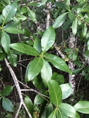 Dryocosmus archboldi