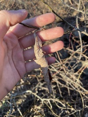 Callosamia promethea