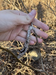 Callosamia promethea