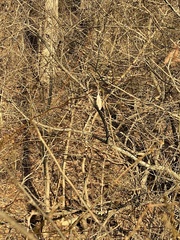 Callosamia promethea