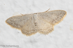 Idaea incisaria