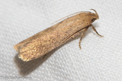 Platyedra subcinerea