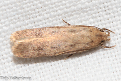 Platyedra subcinerea