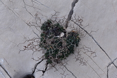 Limonium cancellatum