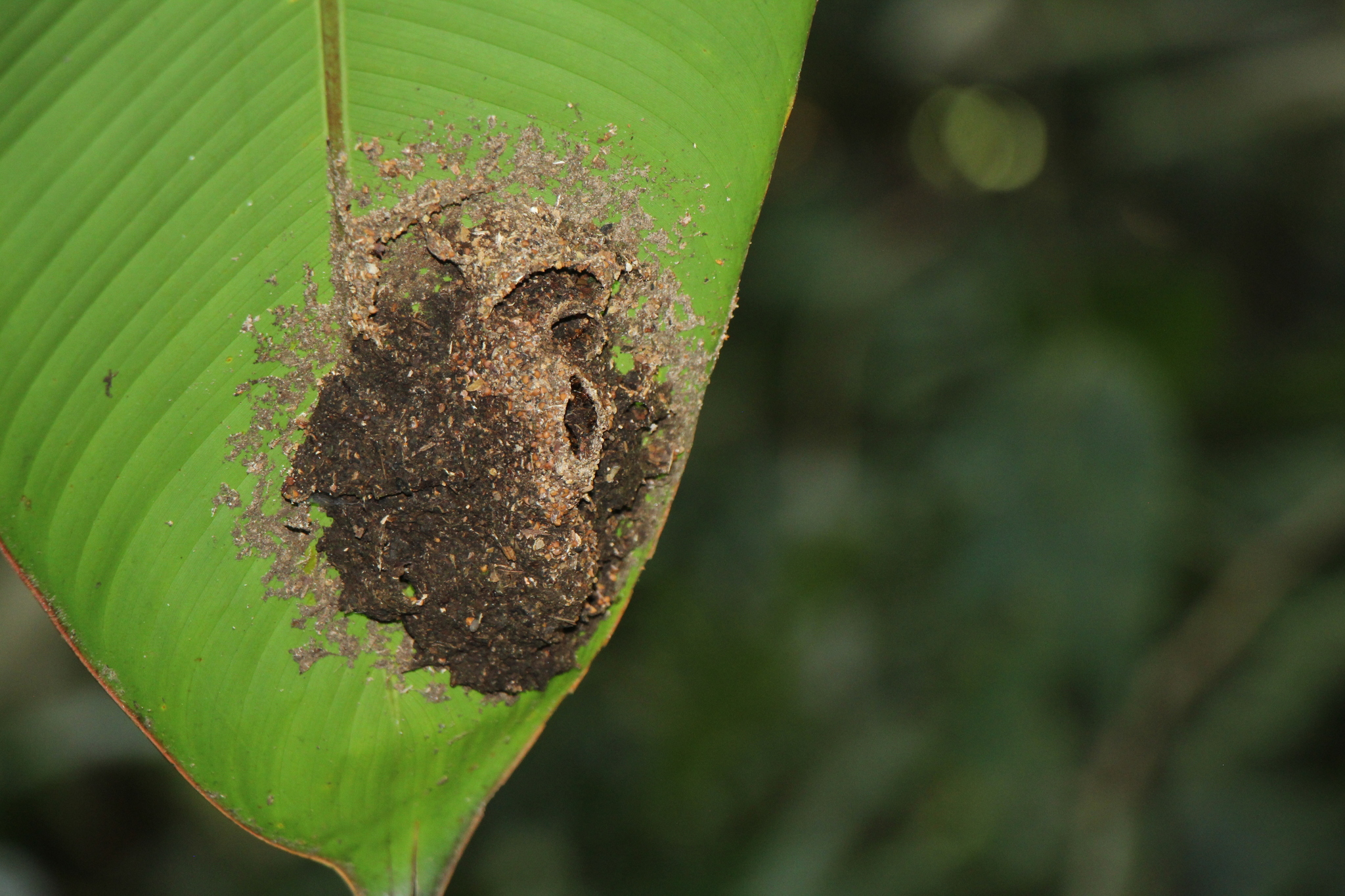 Pheidole fiorii