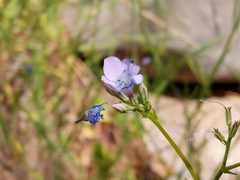 Saltugilia splendens