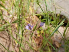 Saltugilia splendens
