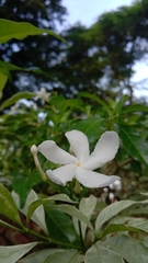 Tabernaemontana