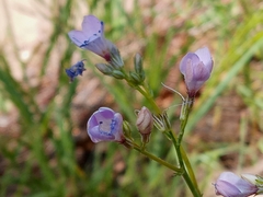 Saltugilia splendens