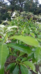 Tabernaemontana