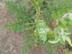 Saltugilia splendens