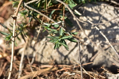 Euphorbia fragifera