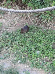 Cavia