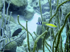 Hypoplectrus chlorurus