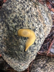 Ariolimax dolichophallus