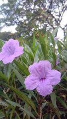 Ruellia simplex