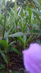 Ruellia simplex