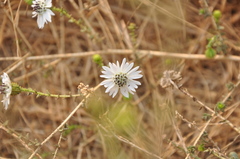 Blepharizonia plumosa
