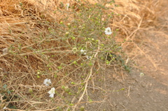 Blepharizonia plumosa