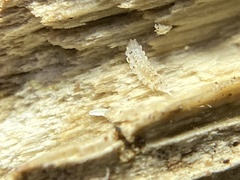 Stenoniscus nestori