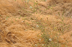 Blepharizonia plumosa
