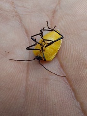 Rhyssocephala