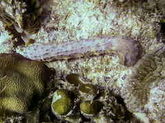 Holothuria thomasi