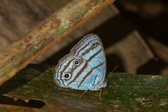 Caeruleuptychia